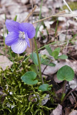 Viola rupestris, Teesdale Violet