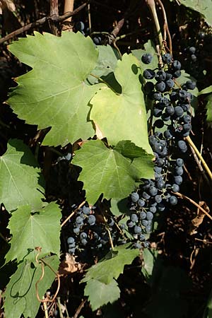 Vitis riparia, Riverbank Grape, Frost Grape