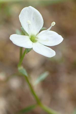 Veronica scutellata \ Schild-Ehrenpreis / Marsh Speedwell, D Drover Heide 24.5.2018