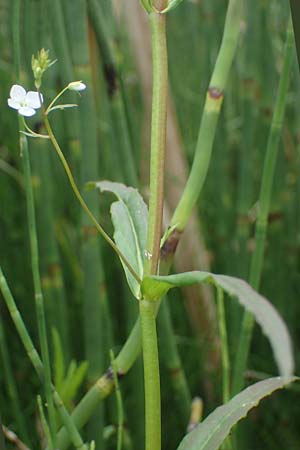 Veronica scutellata \ Schild-Ehrenpreis / Marsh Speedwell, D Stadtallendorf 21.6.2022