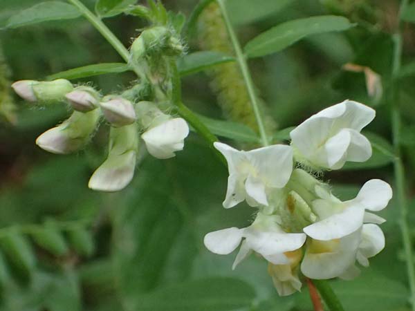 Vicia sepium \ Zaun-Wicke / Bush Vetch, D Zwingenberg an der Bergstra&szlig;e 4.5.2025