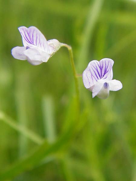 Ervum tetraspermum \ Viersamige Wicke / Smooth Tare, D Dieburg 22.5.2015