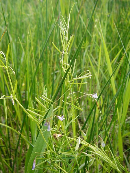Ervum tetraspermum \ Viersamige Wicke / Smooth Tare, D Dieburg 22.5.2015