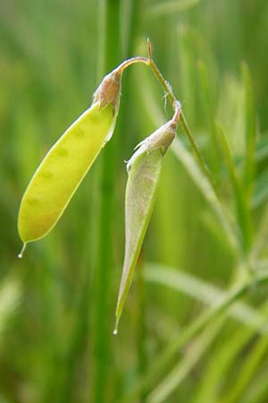 Ervum tetraspermum \ Viersamige Wicke / Smooth Tare, D Dieburg 22.5.2015