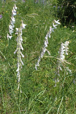 Vicia tenuifolia \ Feinbl�ttrige Wicke / Fine-Leaved Vetch, D Gr&uuml;nstadt-Asselheim 16.6.2021