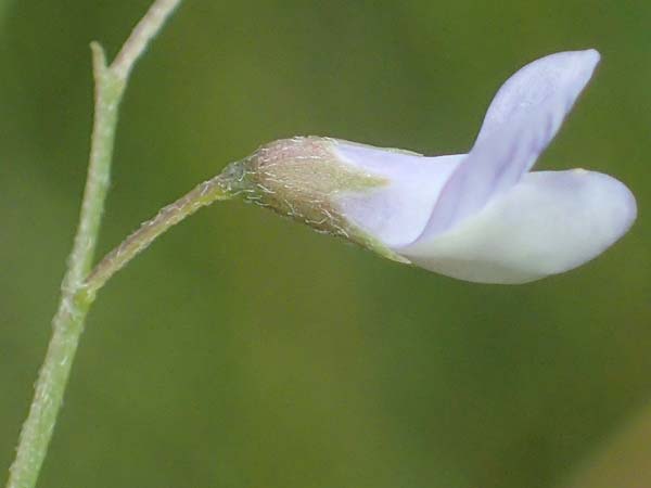 Ervum tetraspermum \ Viersamige Wicke / Smooth Tare, D Th&uuml;ringen, Erfurt 6.6.2022