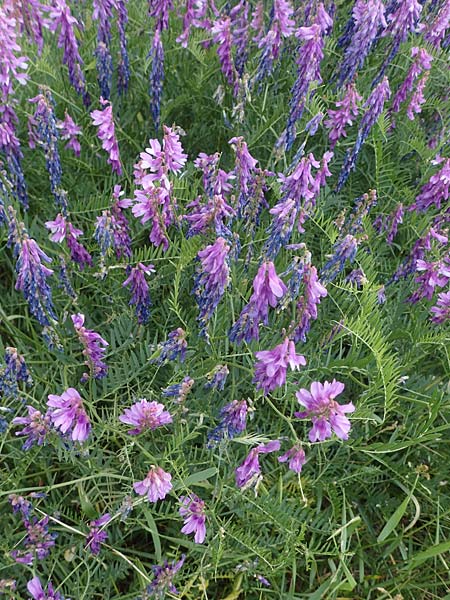 Vicia tenuifolia \ Feinbl�ttrige Wicke / Fine-Leaved Vetch, D Sachsen-Anhalt, Salziger See 7.6.2022
