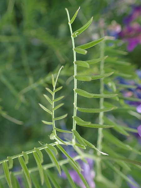 Vicia tenuifolia \ Feinbl�ttrige Wicke / Fine-Leaved Vetch, D Sachsen-Anhalt, Salziger See 7.6.2022