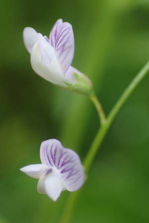 Ervum tetraspermum, Smooth Tare