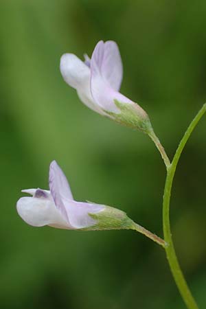 Ervum tetraspermum \ Viersamige Wicke / Smooth Tare, D Th&uuml;ringen, Artern 11.6.2022