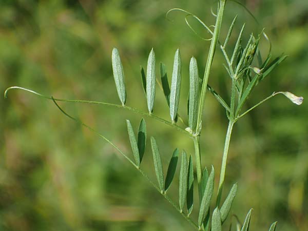 Ervum tetraspermum \ Viersamige Wicke / Smooth Tare, D Werl 20.6.2022