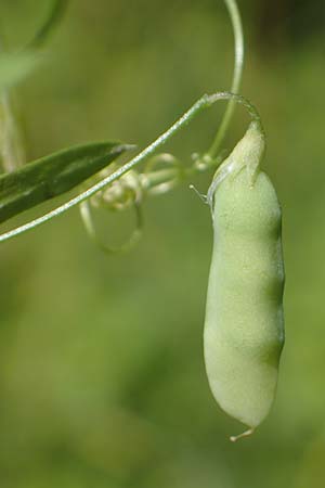 Ervum tetraspermum \ Viersamige Wicke / Smooth Tare, D Werl 20.6.2022