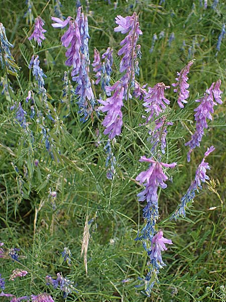 Vicia tenuifolia \ Feinbl�ttrige Wicke / Fine-Leaved Vetch, D Th&uuml;ringen, Bottendorf 13.6.2023