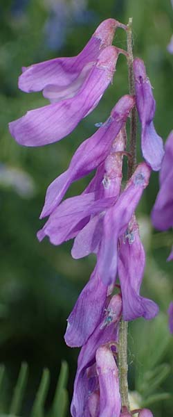 Vicia tenuifolia \ Feinbl�ttrige Wicke / Fine-Leaved Vetch, D Th&uuml;ringen, Bottendorf 13.6.2023