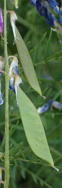 Vicia tenuifolia \ Feinbl�ttrige Wicke / Fine-Leaved Vetch, D Th&uuml;ringen, Bottendorf 13.6.2023