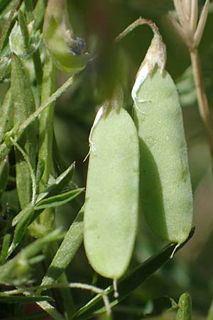 Ervum tetraspermum \ Viersamige Wicke / Smooth Tare, D Th&uuml;ringen, Herrnschwende 14.6.2023