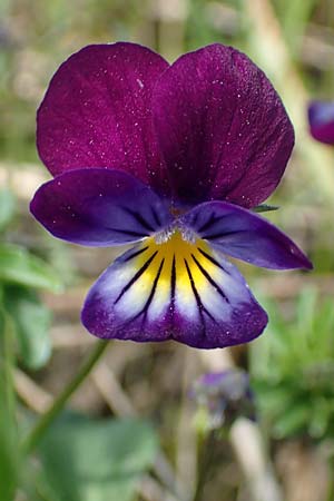 Viola arvensis x wittrockiana, Hybrid Pansy