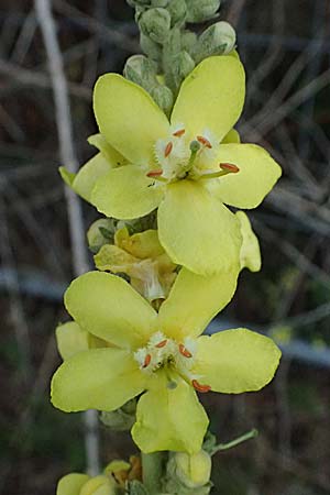 Verbascum lychnitis x phlomoides, White Foxgloves