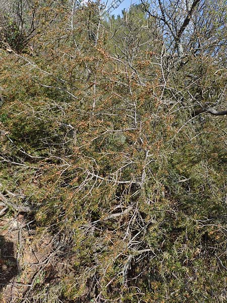 Juniperus communis \ Gew�hnlicher Wacholder / Juniper, D Bad Kreuznach 20.4.2021