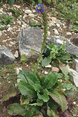 Wulfenia carinthiaca \ K�rntner Wulfenie, K�rntner Kuhtritt / Wulfenia, D Botan. Gar.  Universit.  T&uuml;bingen 3.9.2016