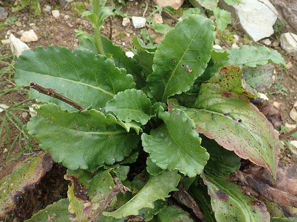 Wulfenia carinthiaca \ K�rntner Wulfenie, K�rntner Kuhtritt / Wulfenia, D Botan. Gar.  Universit.  T&uuml;bingen 3.9.2016