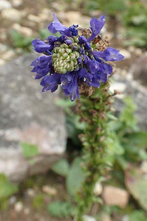 Wulfenia carinthiaca \ K�rntner Wulfenie, K�rntner Kuhtritt / Wulfenia, D Botan. Gar.  Universit.  T&uuml;bingen 3.9.2016