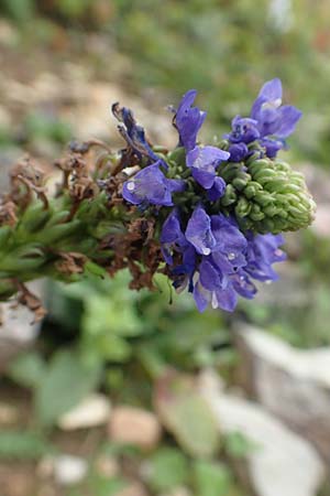 Wulfenia carinthiaca \ K�rntner Wulfenie, K�rntner Kuhtritt / Wulfenia, D Botan. Gar.  Universit.  T&uuml;bingen 3.9.2016