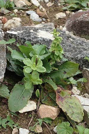 Wulfenia carinthiaca \ K�rntner Wulfenie, K�rntner Kuhtritt / Wulfenia, D Botan. Gar.  Universit.  T&uuml;bingen 3.9.2016