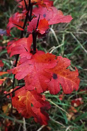 Crataegus monogyna \ Eingriffeliger Wei�dorn / Hawthorn, D Mannheim 1.1.2024