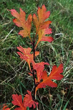 Crataegus monogyna \ Eingriffeliger Wei�dorn / Hawthorn, D Mannheim 1.1.2024