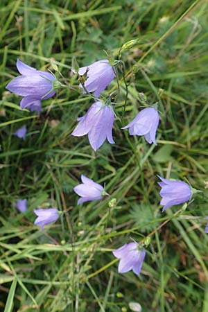 Campanula rotundifolia, Rundbl&auml;ttrige Glockenblume