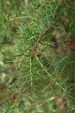 Juniperus communis \ Gew�hnlicher Wacholder / Juniper, D Mosbach 13.7.2022