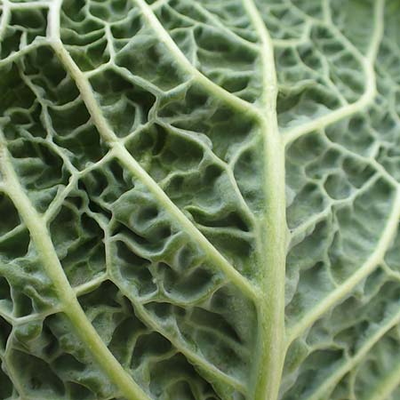 Brassica oleracea var. sabauda \ Wirsing, Welsch-Kraut, D Mannheim 13.2.2016