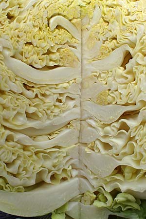 Brassica oleracea var. sabauda \ Wirsing, Welsch-Kraut, D Mannheim 13.2.2016