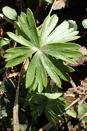 Eranthis hyemalis, Winter Aconite