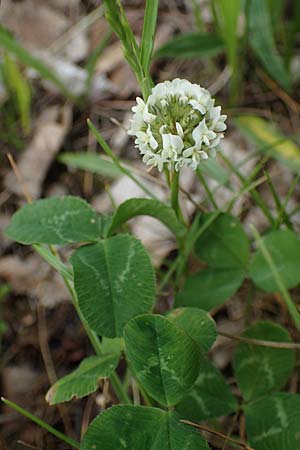 Trifolium repens \ Wei�-Klee, Wei�klee / White Clover, D Hockenheim 8.6.2021