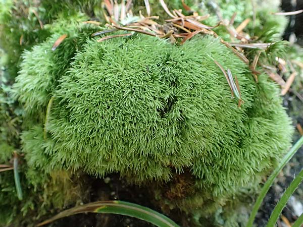 Leucobryum glaucum \ Wei�-Moos / White Cushion Moss, D Schwarzwald/Black-Forest, Allerheiligen 1.8.2017