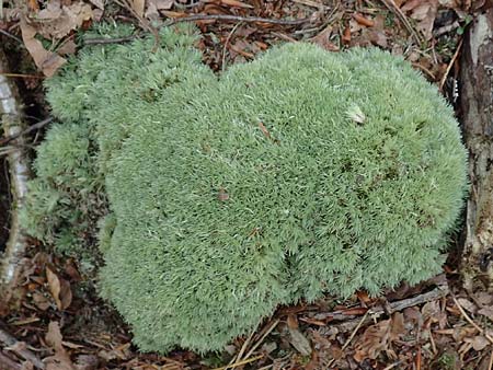 Leucobryum glaucum \ Wei�-Moos / White Cushion Moss, D Kaiserslautern 19.8.2020