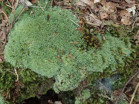Leucobryum glaucum \ Wei�-Moos / White Cushion Moss, D Kaiserslautern 19.8.2020