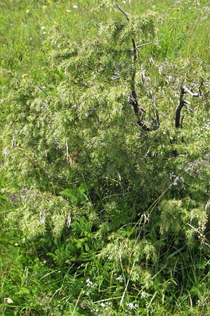 Juniperus communis \ Gew�hnlicher Wacholder / Juniper, D Schwarzwald/Black-Forest, Feldberg 24.6.2007
