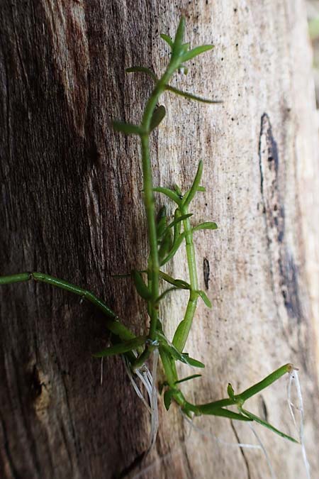 Crassula helmsii \ Nadelkraut, Helms Dickblatt / Swamp Stonecrop, New Zealand Pygmyweed, D Elmstein 6.4.2022