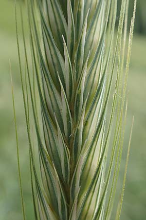 Secale cereale var. multicaule \ Waldstauden-Korn, Johannis-Roggen / Wild Rye, D Hemsbach 9.6.2019