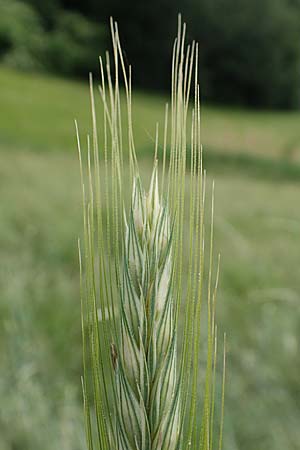 Secale cereale var. multicaule \ Waldstauden-Korn, Johannis-Roggen / Wild Rye, D Hemsbach 9.6.2019