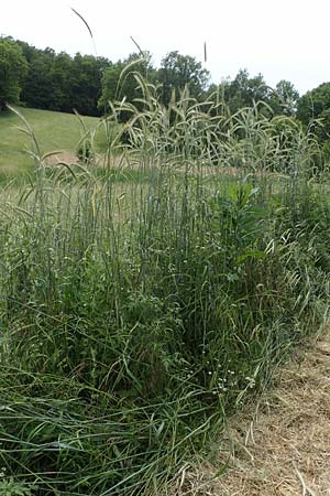 Secale cereale var. multicaule \ Waldstauden-Korn, Johannis-Roggen / Wild Rye, D Hemsbach 9.6.2019