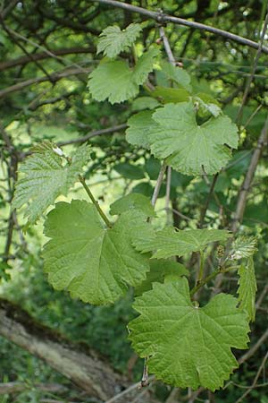 Vitis sylvestris <b>?</b>, Grape Vine
