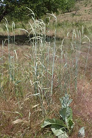 Secale cereale var. multicaule \ Waldstauden-Korn, Johannis-Roggen / Wild Rye, D Th&uuml;ringen, Kindelbr&uuml;ck 14.6.2023