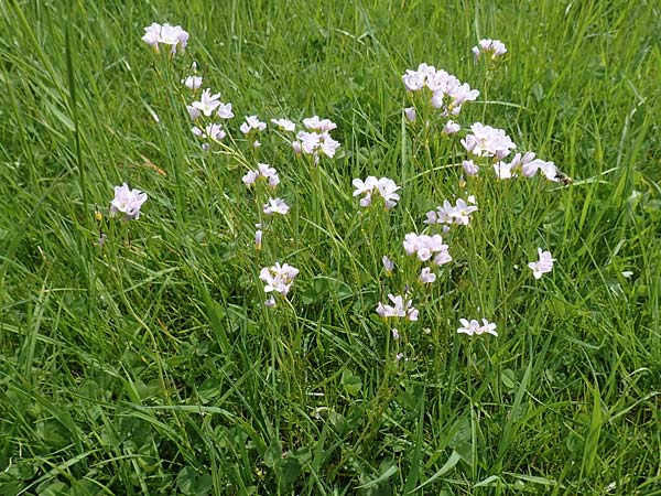 Cardamine pratensis agg. \ Wiesen-Schaumkraut, D Schwaigen-Hinterbraunau 2.5.2019