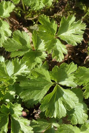 Geum ternatum \ Dreibl�ttrige Waldsteinie, Teppich-Ungarwurz / Siberian Barren Strawberry, D Bad Vilbel 25.3.2017