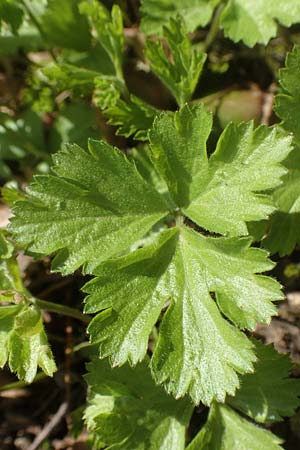 Geum ternatum \ Dreibl�ttrige Waldsteinie, Teppich-Ungarwurz / Siberian Barren Strawberry, D Bad Vilbel 25.3.2017