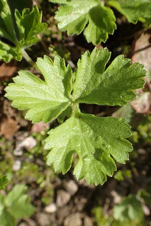Geum ternatum \ Dreibl�ttrige Waldsteinie, Teppich-Ungarwurz / Siberian Barren Strawberry, D Bad Vilbel 25.3.2017